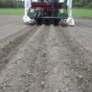 3077 Gregoire Besson Cemag leek planter 3 row