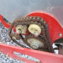 4255 Grimme Düngerstreuer 2 Reihe Kartoffellegemaschine