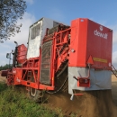 4603 Dewulf RQ3060 2 row potato harvester