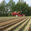 4603 Dewulf RQ3060 2 row potato harvester