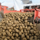 4603 Dewulf RQ3060 2 row potato harvester
