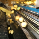 4721 Odenberg optical potato sorter