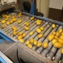 4983 EMVE potato grading line with diabolo sorter