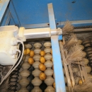4983 EMVE potato grading line with diabolo sorter