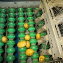 4983 EMVE potato grading line with diabolo sorter
