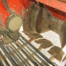 5107 Grimme potato harvester