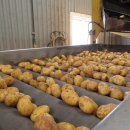 5129 Tong potato washer and polisher for potato