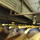 5129 Tong potato washer and polisher for potato
