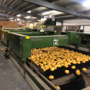 5666 Schouten potato sorter 10-25 ton/hour