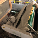 5666 Schouten potato sorter 10-25 ton/hour