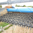 5686 Allround feeding bunker with star cleaning rollers