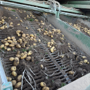 6202 Ploeger potato harvester 4 row with elevator