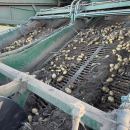 6202 Ploeger potato harvester 4 row with elevator