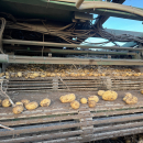 6202 Ploeger potato harvester 4 row with elevator