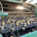 6202 Ploeger potato harvester 4 row with elevator