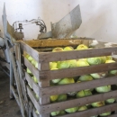 3462 Cabbage cleaning line complete