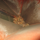 3703 EKKO / Olden line for onion