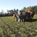3089 Asa-Lift carrot harvester 1 row with front bunker