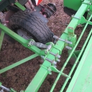 4045 Netagco Hassia SL4 potato planter 4 row
