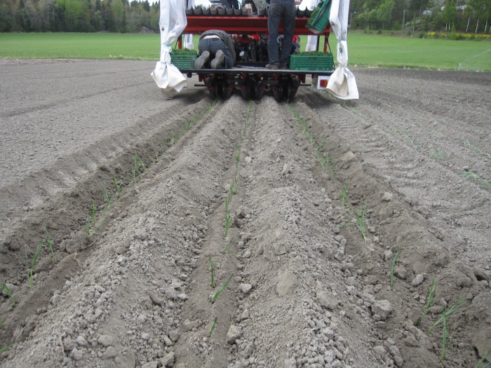 3077 Gregoire Besson Cemag leek planter 3 row