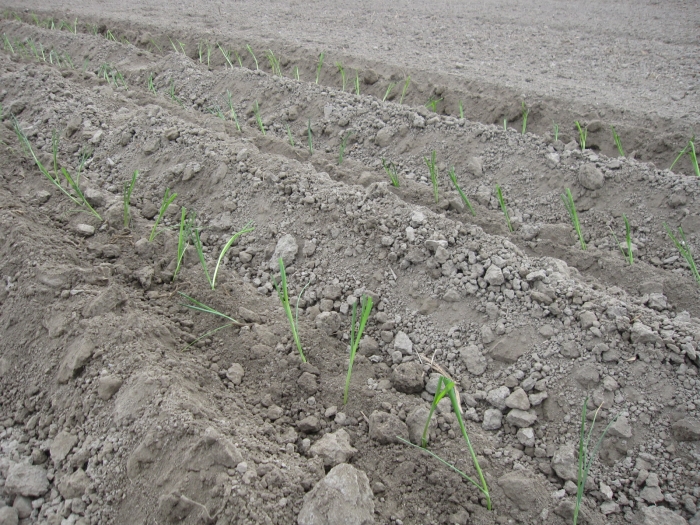 3077 Gregoire Besson Cemag leek planter 3 row