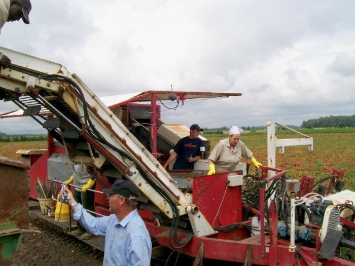 3186 PIK RITE tomato harvester also cucumber