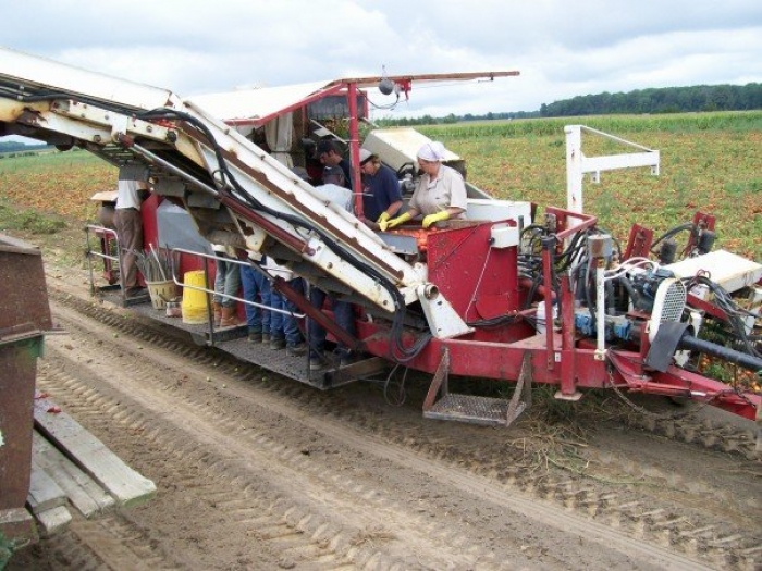 3186 PIK RITE tomato harvester also cucumber
