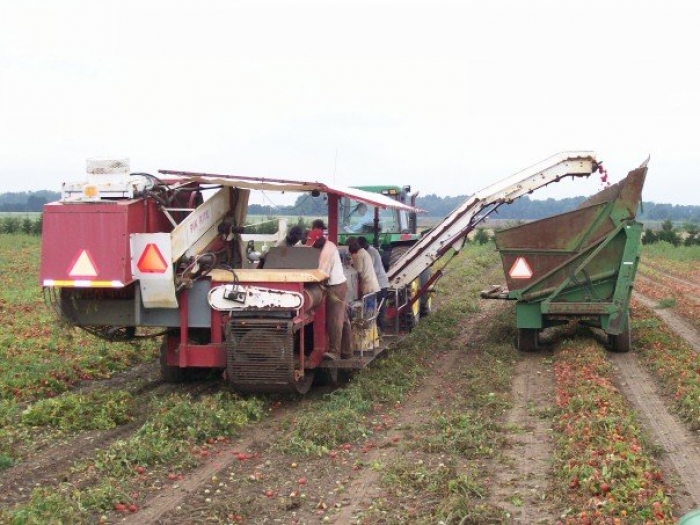 3186 PIK RITE tomato harvester also cucumber