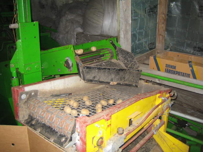 3355 Wühlmaus 1033 potato harvester with screen grader