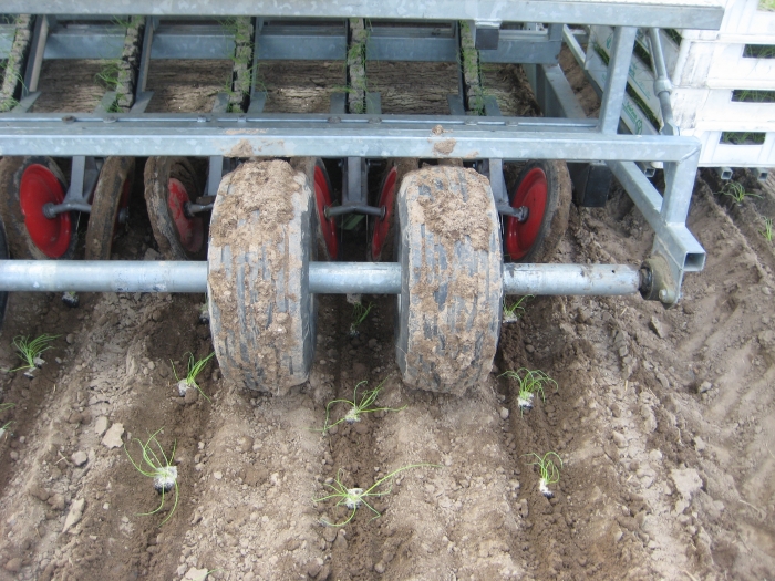 3404 Planting machine for cubes 5 row