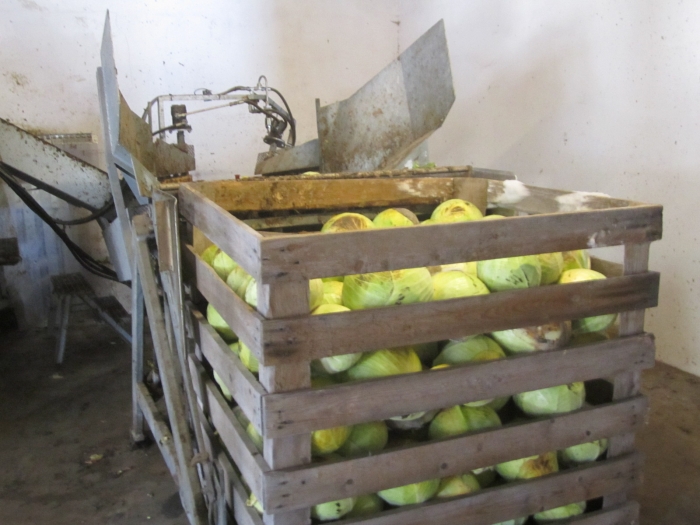 3462 Cabbage cleaning line complete