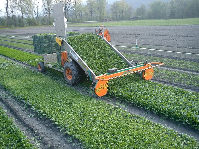 3556 Ortomec Baby Leaf harvester 