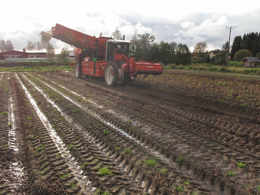 4290 DEWULF RQ3060 Kartoffelroder