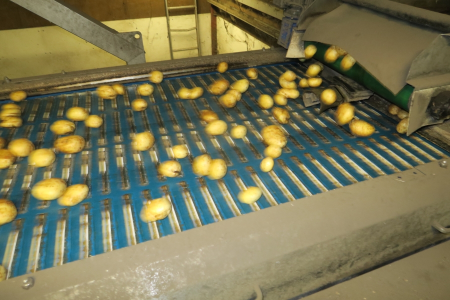 4721 Odenberg optical potato sorter