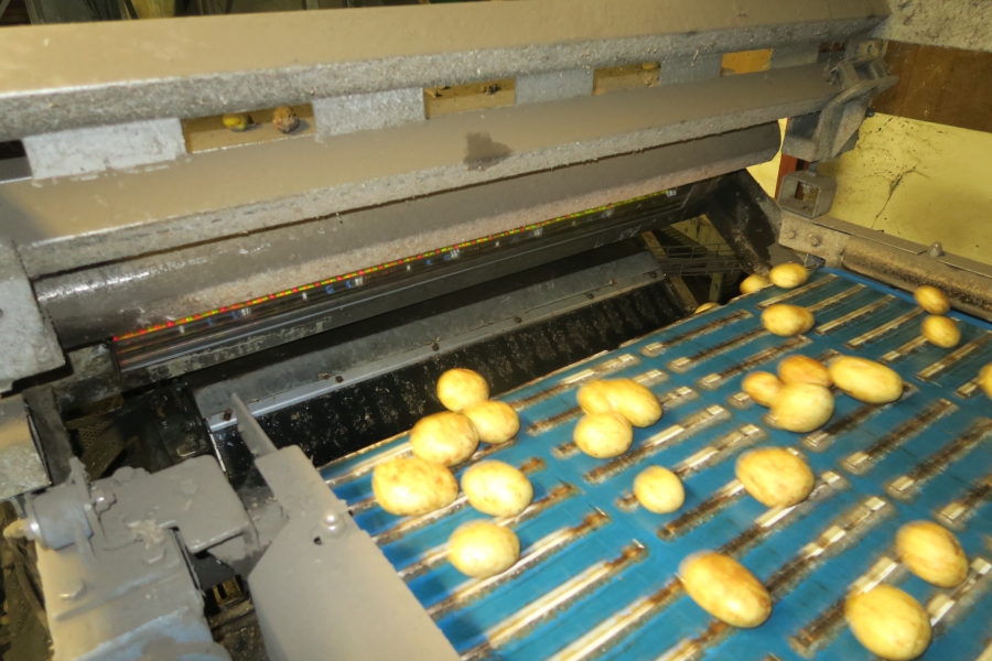 4721 Odenberg optical potato sorter