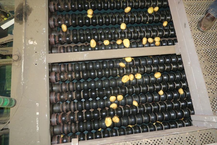 4749 WYMA rollergrader / lift roller sizer for potato / onion