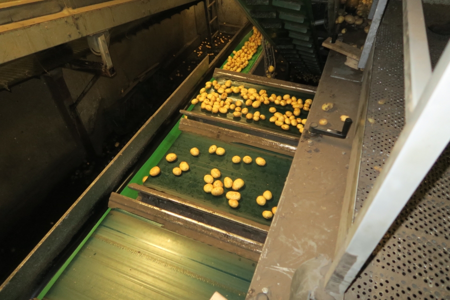 4749 WYMA rollergrader / lift roller sizer for potato / onion