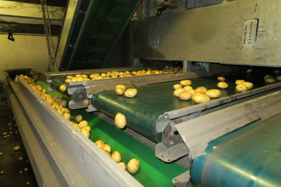 4749 WYMA rollergrader / lift roller sizer for potato / onion