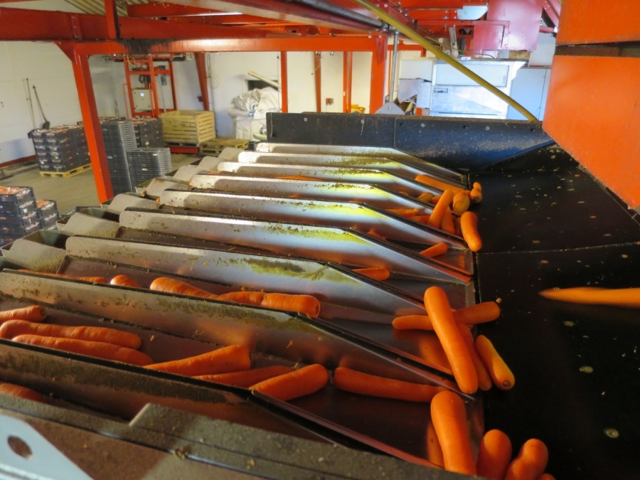 4768 Newtec 3009 weigher with bagging line for carrots