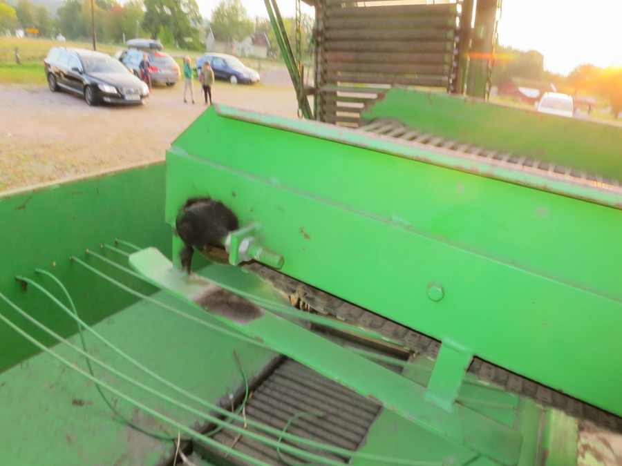 4791 Ekengårds potato harvester 1 row