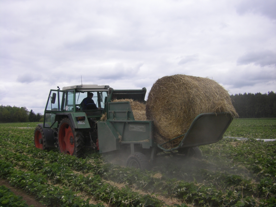 4968 Limbacher Haulmer straw feeder to Strawberries for big bales