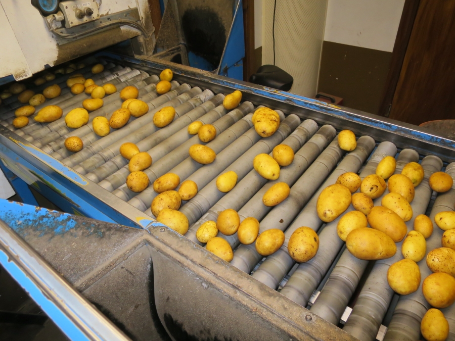4983 EMVE potato grading line with diabolo sorter