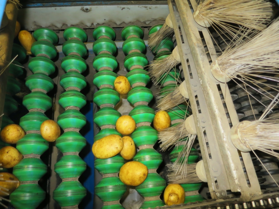 4983 EMVE potato grading line with diabolo sorter