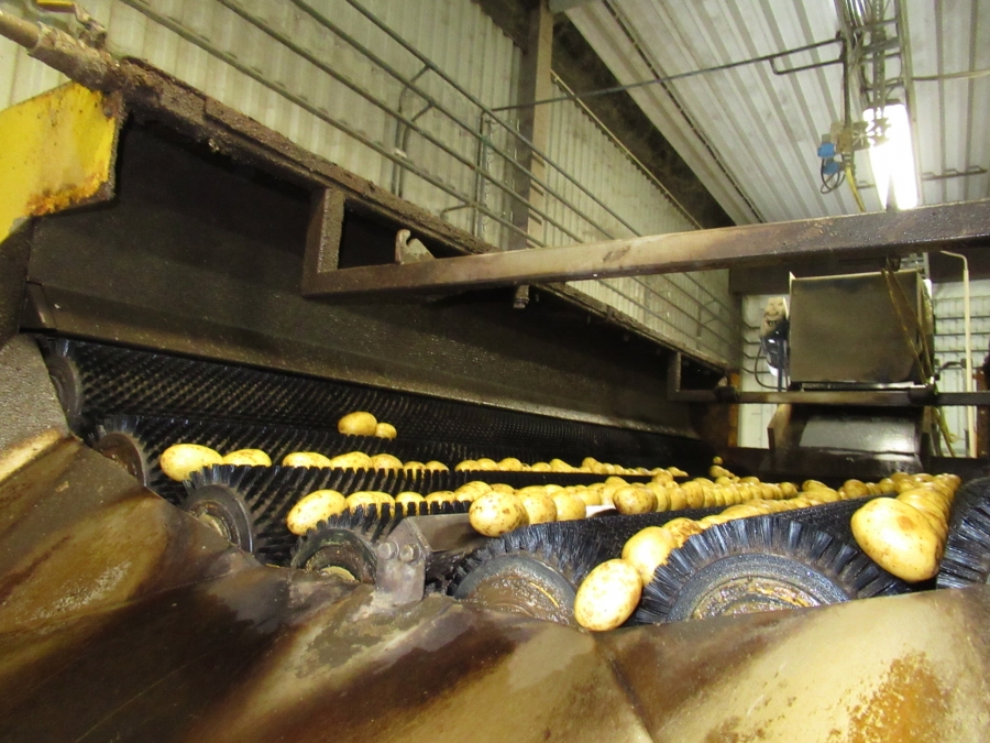 5129 Tong potato washer and polisher for potato