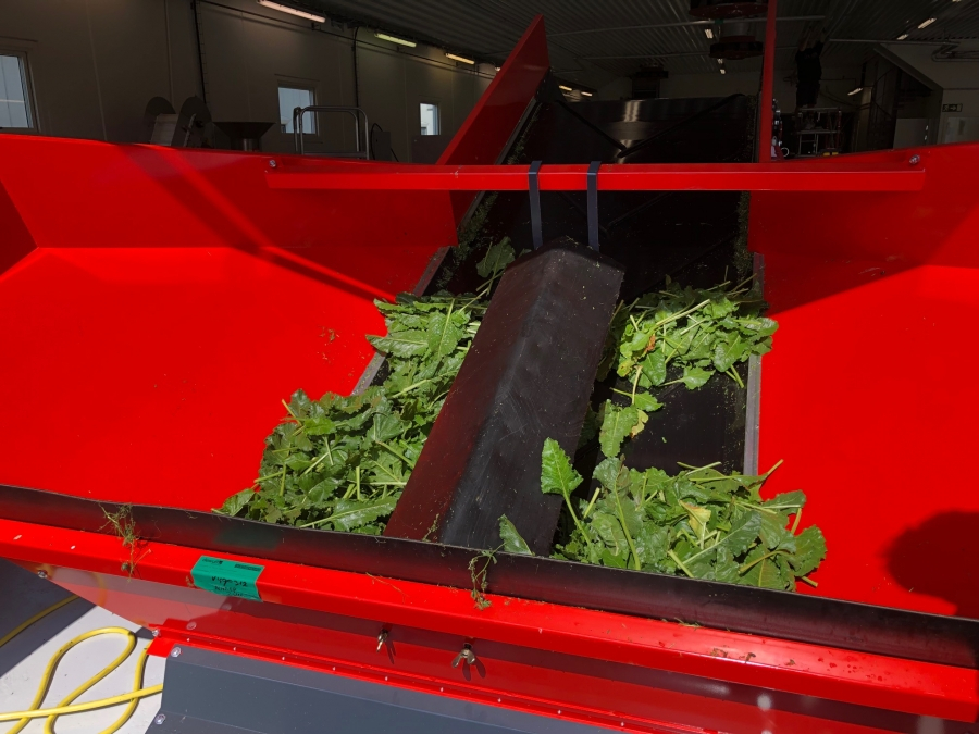 5703 Miedema SB151 receiving hopper