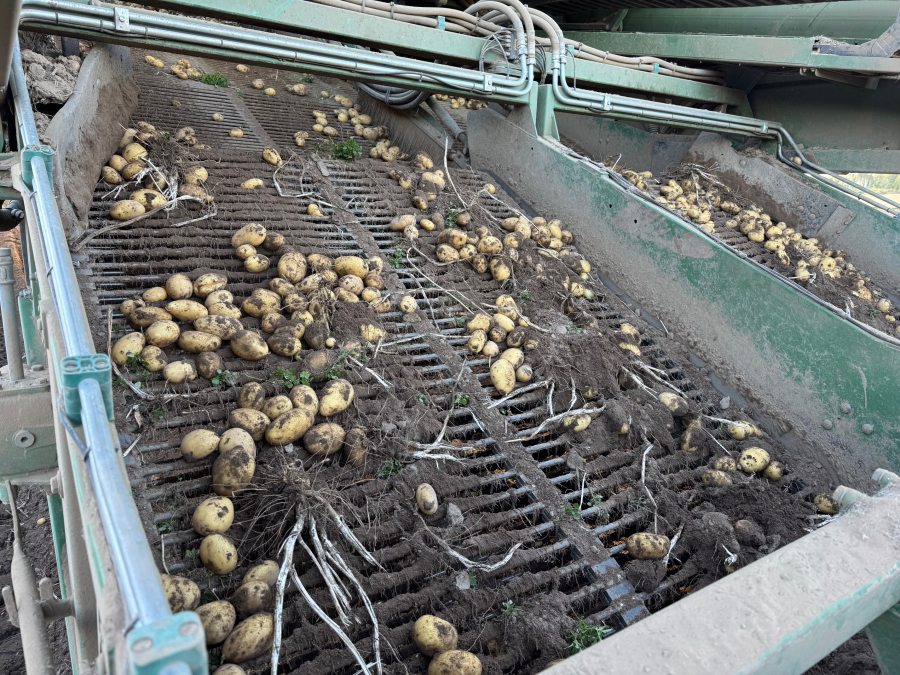 6202 Ploeger potato harvester 4 row with elevator