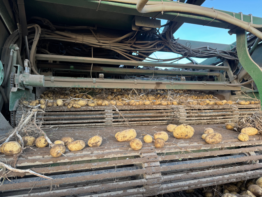 6202 Ploeger potato harvester 4 row with elevator