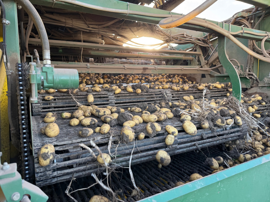 6202 Ploeger potato harvester 4 row with elevator