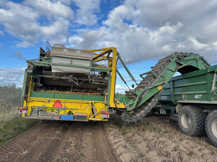 6202 Ploeger potato harvester 4 row with elevator