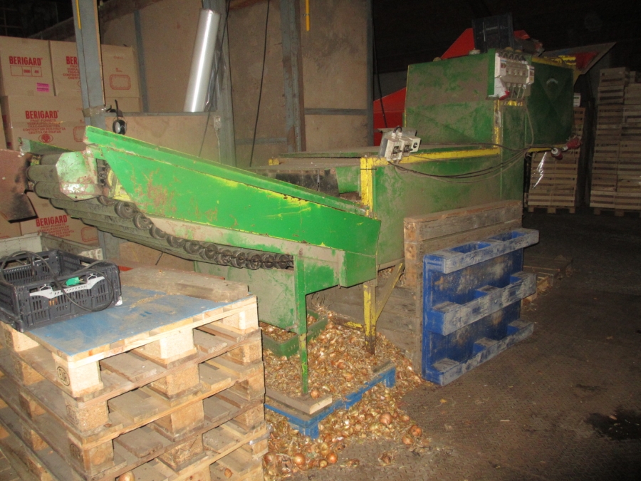 3703 EKKO / Olden line for onion